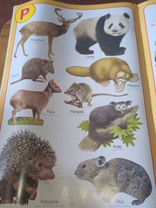 Animal Pictionary