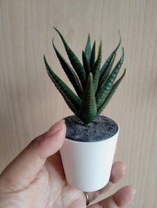 Artificial Succulent✨