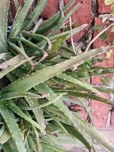 Aloevera Plant