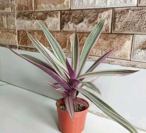 BUY ONE GET TWO Rhoeo Plant For Interior./outdoor