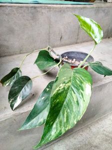 2 Varigated  N Two Hanging Plants Combo