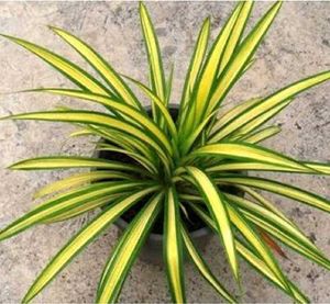 Spider Plant in Concrete Pot