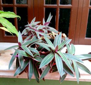 Rhoe Plant Live 🤩🤩