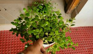 Pack 2 Pilea Depressa &amp; Ee Tradescantia Plants