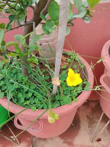 Yellow Rain Lilly Seeeds