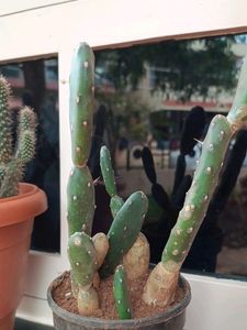 White Cactus Plant With Buds