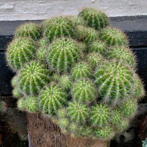 assorted cactus 🌵