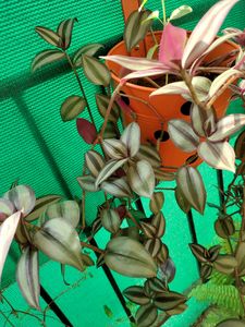 Beautiful Wandering Jew. 6 Cuttings For Discount!