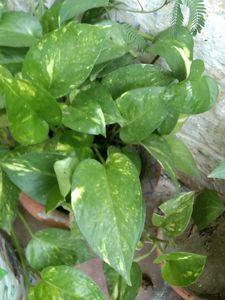 Money Plant 4 Shapp ling.