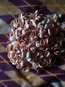 Pista Shells