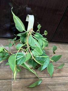 Pothos Plant