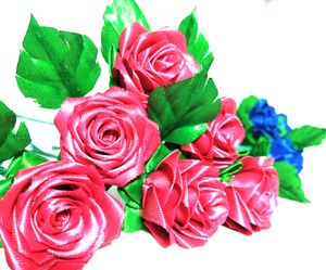 Pink Rose