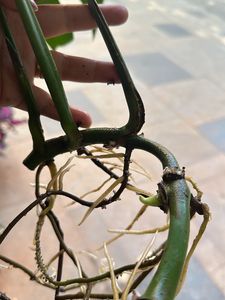 monstera deliciosa Swiss Cheese Plant Live Roots