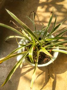 Combo Of 2 Tpye Show Plant With Healhty Root