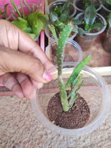 Pricklypear Opuntia Monacantha Cactus