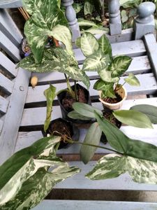 plants combo offer