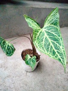 4 Snygonuims N 1 Aglonema Combo