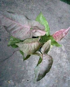 Assorted Live Plants