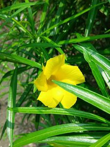 Yellow Oriender Plant