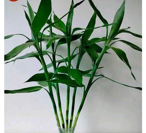 Lucky Bamboo Plant