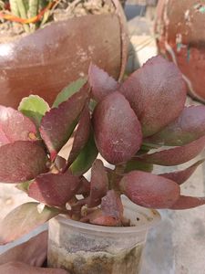 Cute Kalanchoe Plant