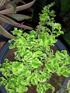 Caladium Plant