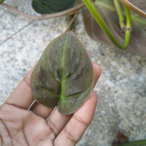 Copper Color Shading Money Plant&#39;s Cuttings