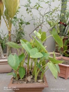 Elephant Ear Plant - Healthy & Thriving!