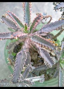 Mother Of Millions 2 Live Plants