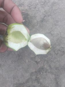 Kaner Plants Seeds (5 Seed)