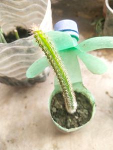 Price DropMega Combo 5 Type Semi Scullent Plant