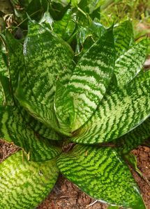 Snake plant