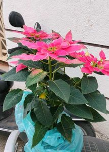 Pointsettia big Plant