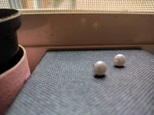 Studs Or Earrings (Set Of 3)