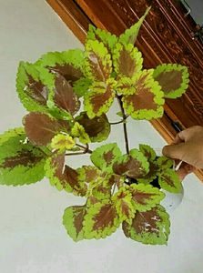 Set 2 Arrowhead &amp; Colues Plant&#39;s