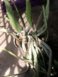 Cactus ( Full Pot)