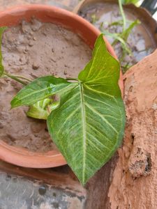 Arrowhead Plant