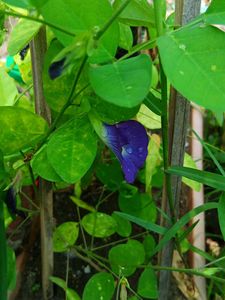 10 Seeds Blue Aparajita