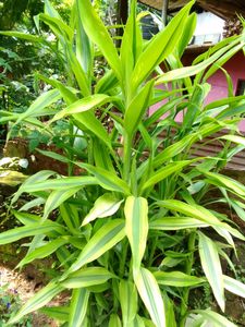 Lucky Bamboo