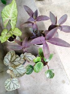 Assorted Plants Combo