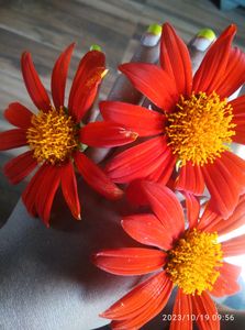 Sun Flower Sheed