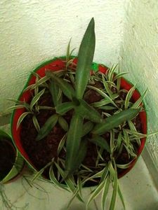 one rhoeo and Single Spider plant