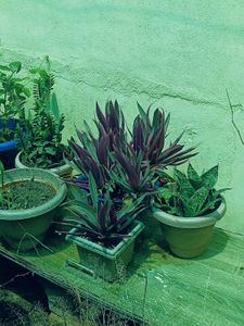 BUY ONE GET TWO Rhoeo Plant For Interior./outdoor