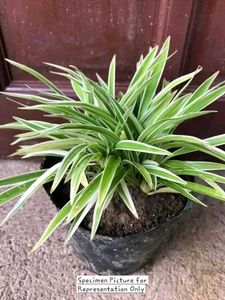 Chlorophytum Comosum - Variegated Spider Plant