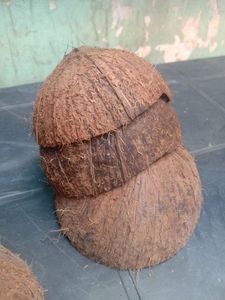 10 Coconut Shell