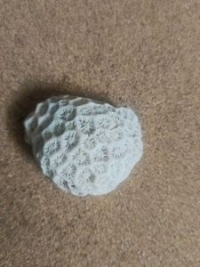 Leuconoid  For Decoration In Fish Tank