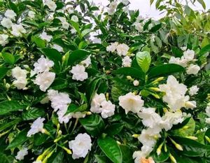 Gandharaj Flower Plant Pack Of 1
