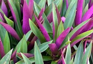 Rio Plant