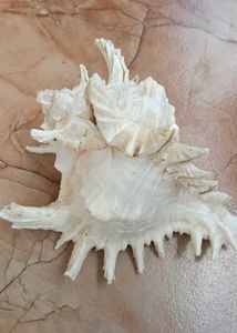 Shank Or Sea Decoration