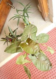 3 Set Mexican petunia/Arrohead/Moses In cardle